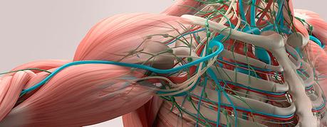 Sistema muscular Importancia del sistema muscular