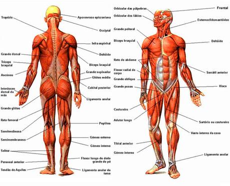 Sistema muscular Músculos del cuerpo humano