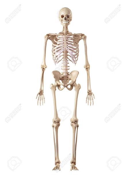 Superalimentos I Resultado de imagen para esqueleto humano