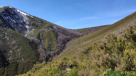 RUTA a LA PATANA o ESCURIU desde ROBLEDO, Somiedo Sendero entre matorral hacia el Collado los Cadavales