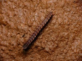 Seguimos colaborando con especialistas de EEUU, Alemania y Francia