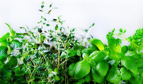 Cómo quitar la la ansiedad con melisa - Trucos de salud caseros Cómo quitar la la ansiedad con melisa - Trucos de salud caseros