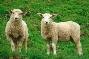 Insomnio y trucos para combatirlo