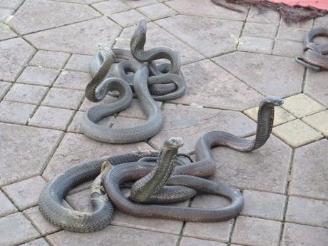 IMG_2740-min-e1556964603948 ▷ La Plaza de la Jemaa el Fna