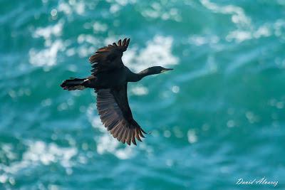 Cormoranes moñudos y aparejos hasta en el nido