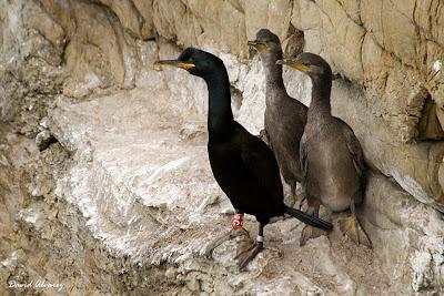 Cormoranes moñudos y aparejos hasta en el nido