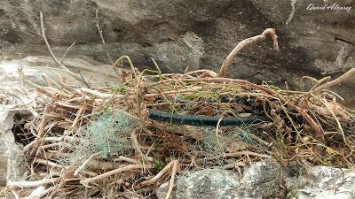 Cormoranes moñudos y aparejos hasta en el nido