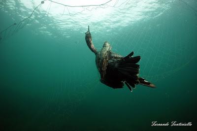 Cormoranes moñudos y aparejos hasta en el nido Cormoranes moñudos y aparejos hasta en el nido
