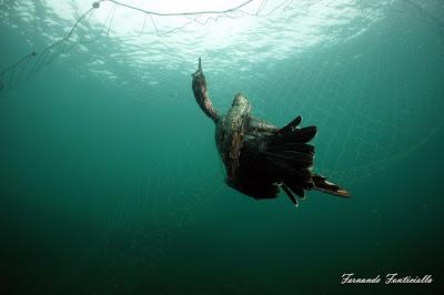 Cormoranes moñudos y aparejos hasta en el nido