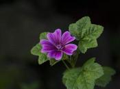 Malva: Usos, beneficios Contraindicaciones