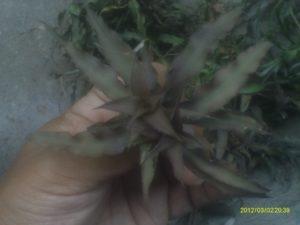 conociendo y sembrando la bromelia cryptanthus