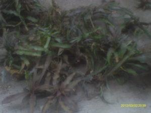 conociendo y sembrando la bromelia cryptanthus