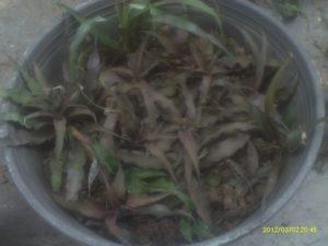 conociendo y sembrando la bromelia cryptanthus