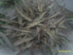 conociendo y sembrando la bromelia cryptanthus