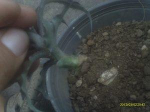 conociendo y sembrando la bromelia cryptanthus