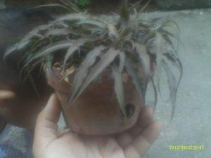 conociendo y sembrando la bromelia cryptanthus