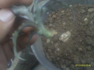 conociendo y sembrando la bromelia cryptanthus