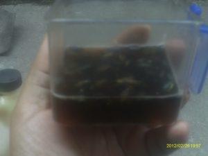 Como sembrar girasol en maceta o tiesto(I PARTE).