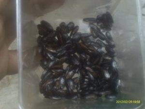 Como sembrar girasol en maceta o tiesto(I PARTE).