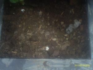 Como sembrar girasol en maceta o tiesto(I PARTE).