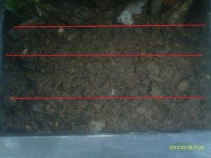 Como sembrar girasol en maceta o tiesto(I PARTE).