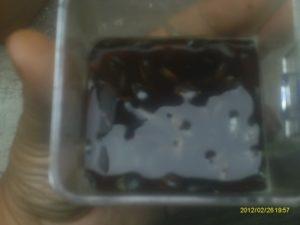 Como sembrar girasol en maceta o tiesto(I PARTE).