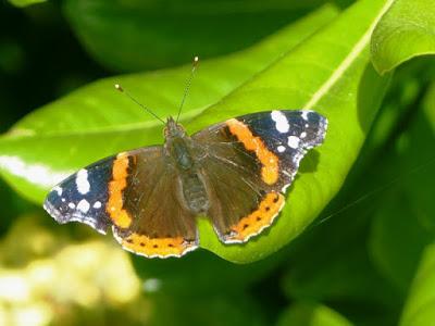 Vanesas migratorias