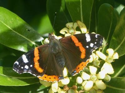 Vanesas migratorias