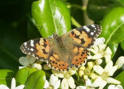 Vanesas migratorias