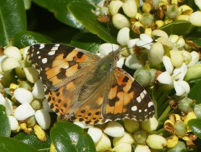 Vanesas migratorias