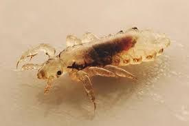 Mamá, me pica la cabeza. Piojos.