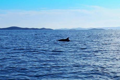 ▷ Cueva azul Croacia (+ mejores tours de Split, Hvar y Trogir) Dolphins-on-Blue-Cave-tour-from-Split-in-Croatia.jpg.optimal ▷ Cueva azul Croacia (+ mejores tours de Split, Hvar y Trogir)