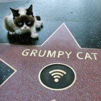 Estados Unidos: Muere a los siete años Grumpy Cat, la gata más famosa de Internet