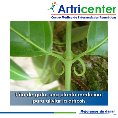 Artricenter Una De Gato Una Planta Medicinal Para Aliviar La