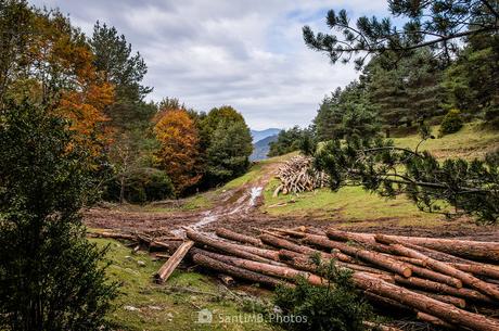 Leña del árbol caído