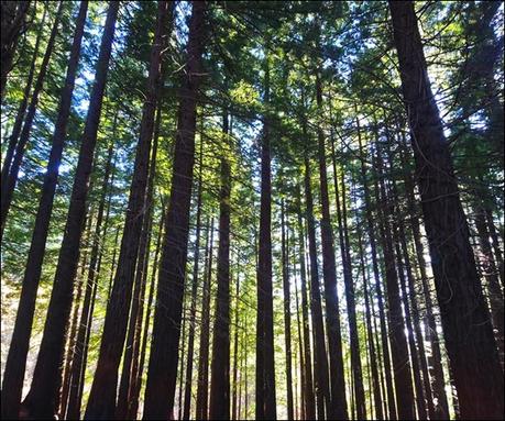 Monumento Natural de las Sequoias del Monte Cabezón