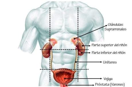 Anatomia renal y de vías urinarias