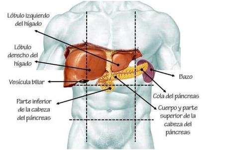 Hígado y vías biliares 