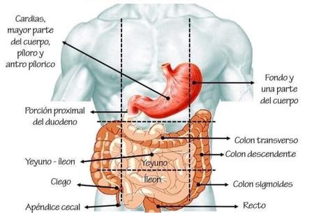 Tracto digestivo ilustración anatómica 