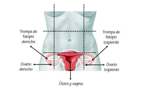 Anatomia de utero y ovarios