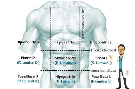 Anatomia división del abdomen