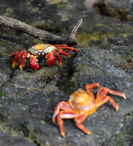 wildlife-1 ▷ La última guía de viajes ecológicos