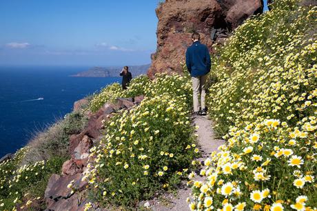 ▷ Cómo caminar de Fira a Oia, el paseo más hermoso en Santorini Wildflowers-on-Skaros-Rock.jpg.optimal ▷ Cómo caminar de Fira a Oia, el paseo más hermoso en Santorini