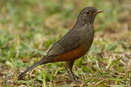 Zorzal colorado ( Rufous-bellied Thrush) Turdus rufiventris