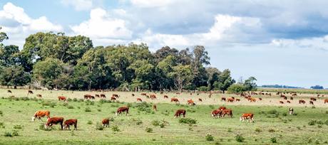 Vacas pastando en el campo.