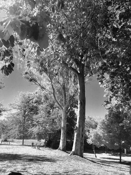 La imagen puede contener: Ã¡rbol, planta, cielo, exterior y naturaleza