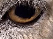 revolucionario filme vegano Dominion anuncia debut Estados Unidos