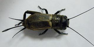 Pócimas para hechizos de amor.