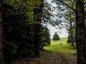 Saliendo bosque