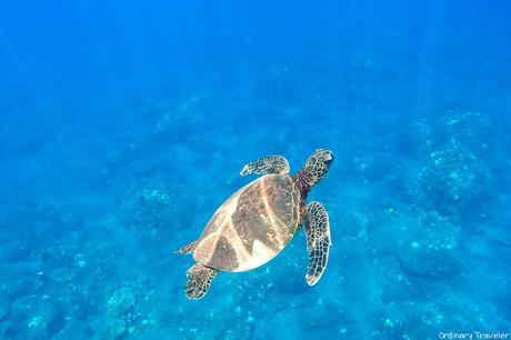 hawaii-places-to-visit ▷ 10 mejores lugares para visitar en Hawai (¡y dónde alojarse!)